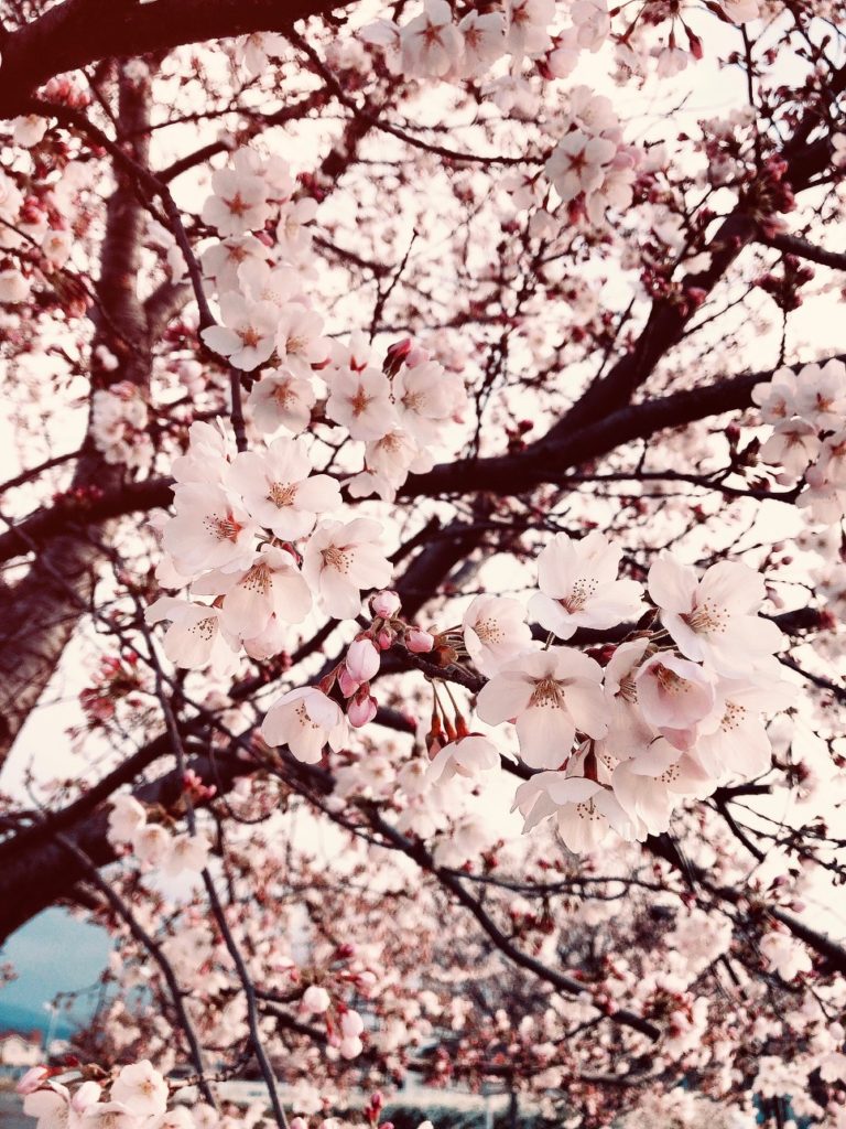 今年の桜予報🌸